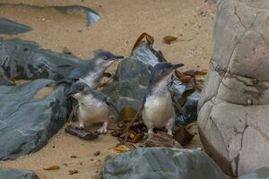 pequeño azul o hada pingüino foto