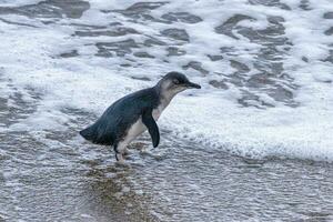 pequeño azul o hada pingüino foto