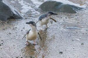 Little Blue or Fairy Penguin photo