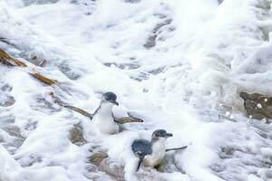 Little Blue or Fairy Penguin photo