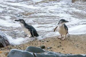 Little Blue or Fairy Penguin photo