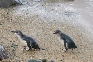 pequeño azul o hada pingüino foto