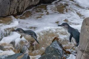 Little Blue or Fairy Penguin photo