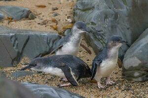 Little Blue or Fairy Penguin photo