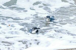 Little Blue or Fairy Penguin photo