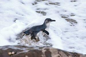 Little Blue or Fairy Penguin photo