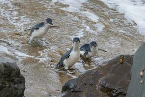 Little Blue or Fairy Penguin photo