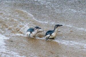 Little Blue or Fairy Penguin photo