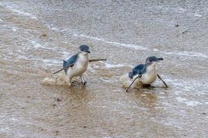 Little Blue or Fairy Penguin photo