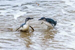 Little Blue or Fairy Penguin photo