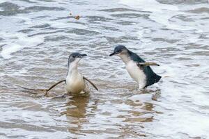 Little Blue or Fairy Penguin photo