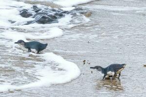 Little Blue or Fairy Penguin photo