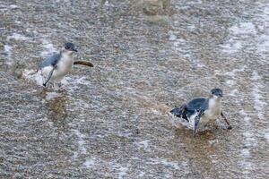 Little Blue or Fairy Penguin photo