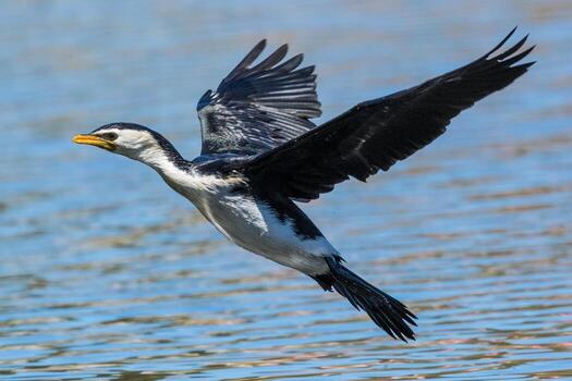 pequeño cormorán de varios colores foto