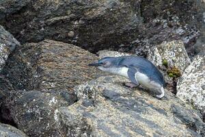 pequeño azul o hada pingüino foto