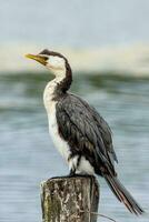 pequeño cormorán de varios colores foto