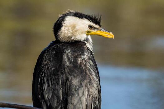 pequeño cormorán de varios colores foto
