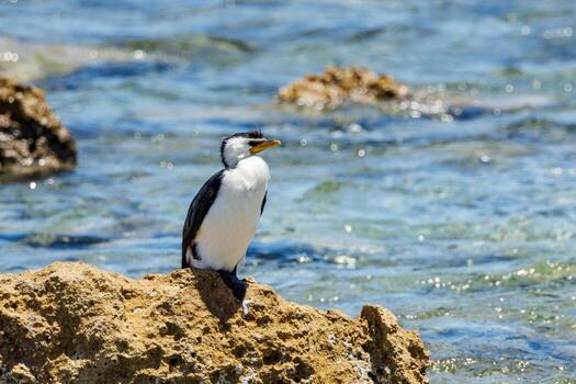 pequeño cormorán de varios colores foto