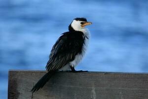 Little Pied Cormorant photo