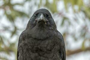 Little Raven in Australia photo