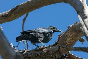 Little Raven in Australia photo