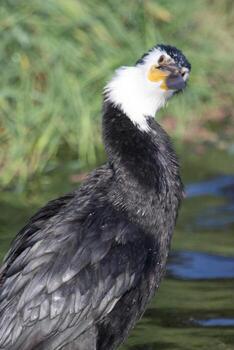 pequeño pelusa en nuevo Zelanda foto