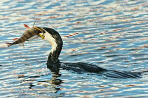 Little Shag in New Zealand photo