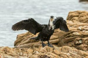 Little Shag in New Zealand photo