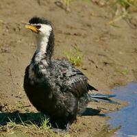 Little Shag in New Zealand photo