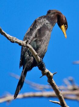 pequeño pelusa en nuevo Zelanda foto