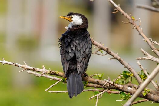 pequeño pelusa en nuevo Zelanda foto