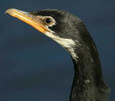 Little Shag in New Zealand photo