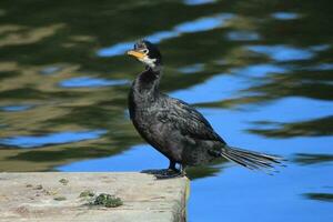 Little Shag in New Zealand photo