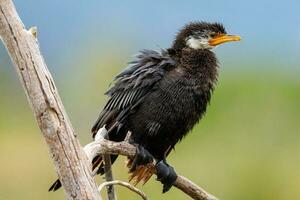 Little Shag in New Zealand photo