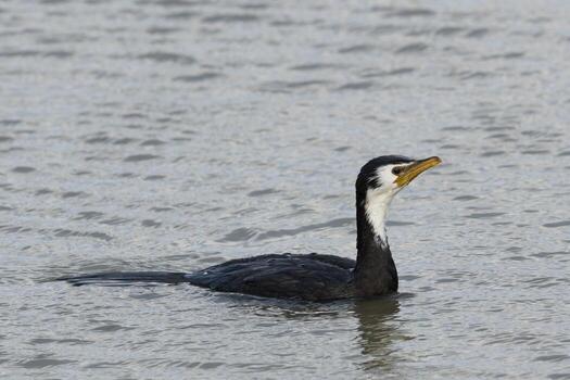 pequeño pelusa en nuevo Zelanda foto