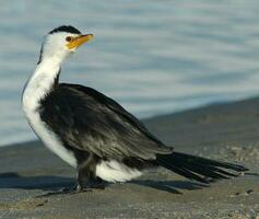 Little Shag in New Zealand photo