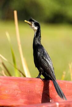 pequeño pelusa en nuevo Zelanda foto