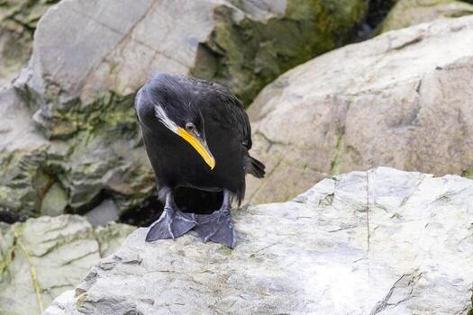 pequeño pelusa en nuevo Zelanda foto