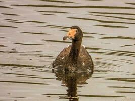 Magpie Goose of Australia photo