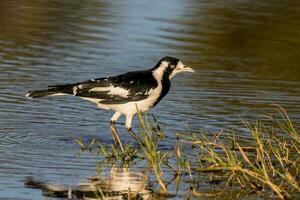 Magpie Lark in Australia photo