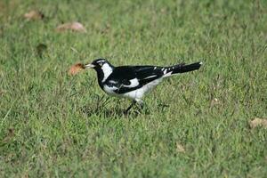 Magpie Lark in Australia photo