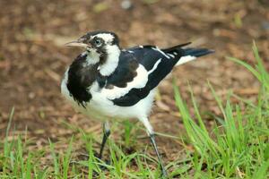 Magpie Lark in Australia photo