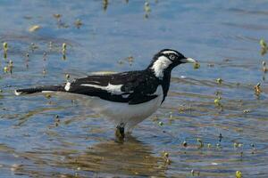 Magpie Lark in Australia photo