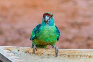 Mallee ringneck loro foto