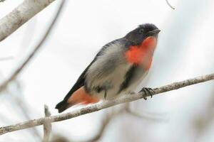 Mistletoebird in Australia photo