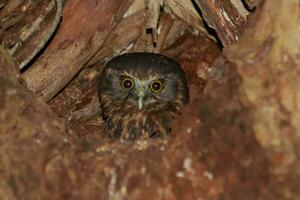 Ruru Morepork Owl of New Zealand photo