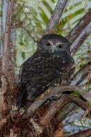 Ruru Morepork Owl of New Zealand photo