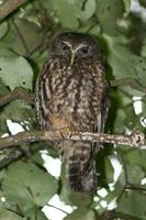 Ruru Morepork Owl of New Zealand photo