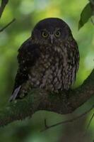 Ruru Morepork Owl of New Zealand photo