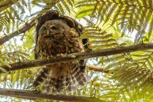 Ruru Morepork Owl of New Zealand photo